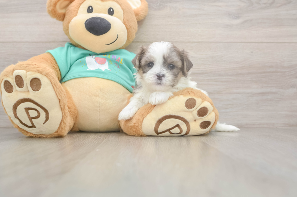 5 week old Teddy Bear Puppy For Sale - Florida Fur Babies