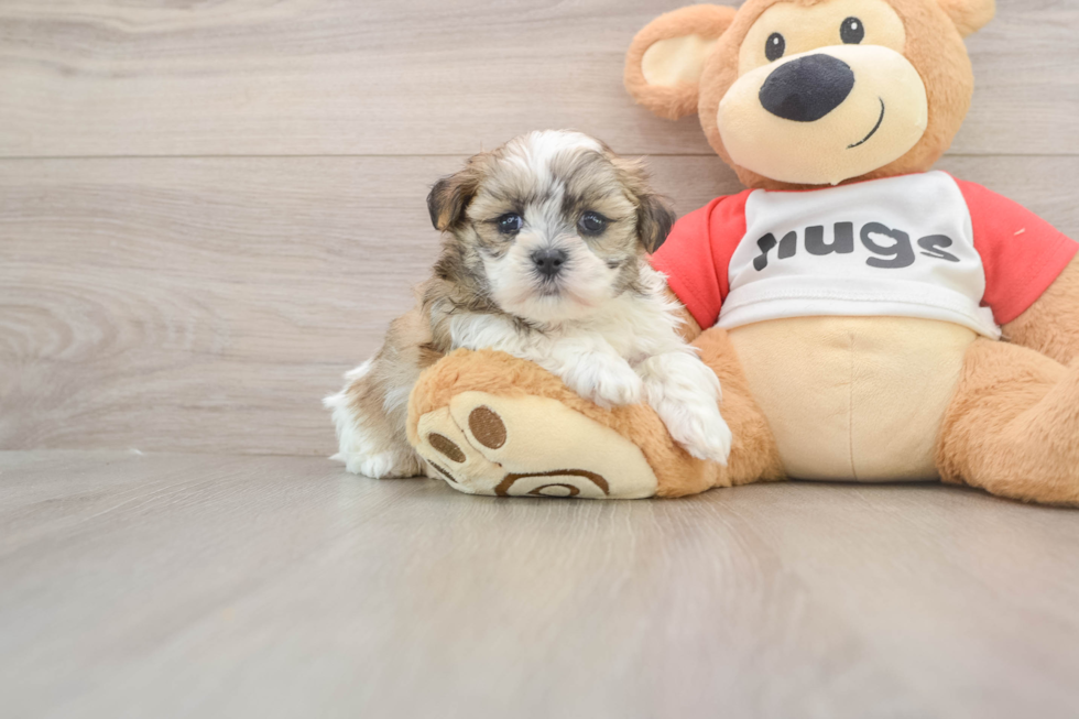 Friendly Teddy Bear Baby