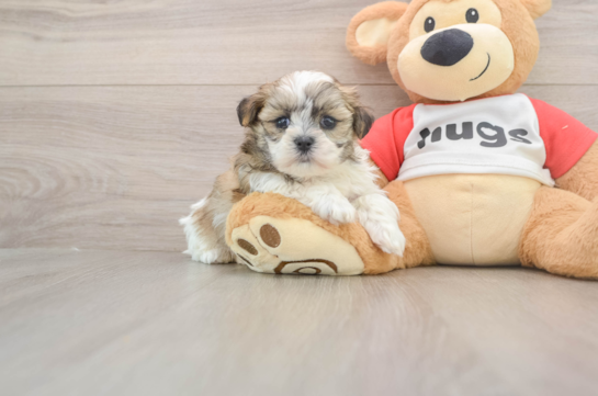 Friendly Teddy Bear Baby