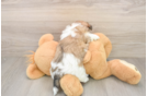 Best Teddy Bear Baby