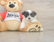 8 week old Teddy Bear Puppy For Sale - Florida Fur Babies