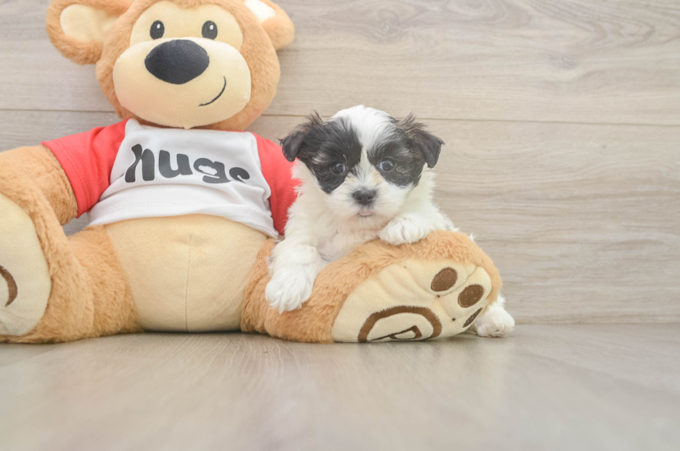 5 week old Teddy Bear Puppy For Sale - Florida Fur Babies
