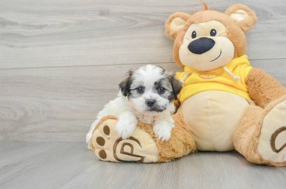 8 week old Teddy Bear Puppy For Sale - Florida Fur Babies