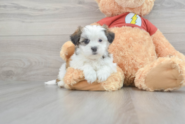 Teddy Bear Pup Being Cute