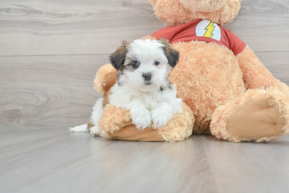 Teddy Bear Pup Being Cute