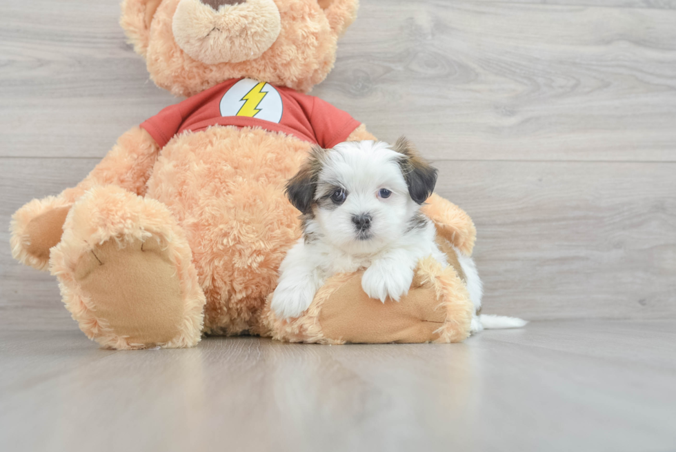 Teddy Bear Puppy for Adoption
