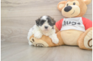 Teddy Bear Puppy for Adoption