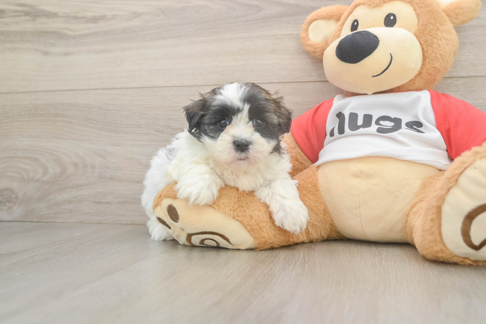Teddy Bear Puppy for Adoption