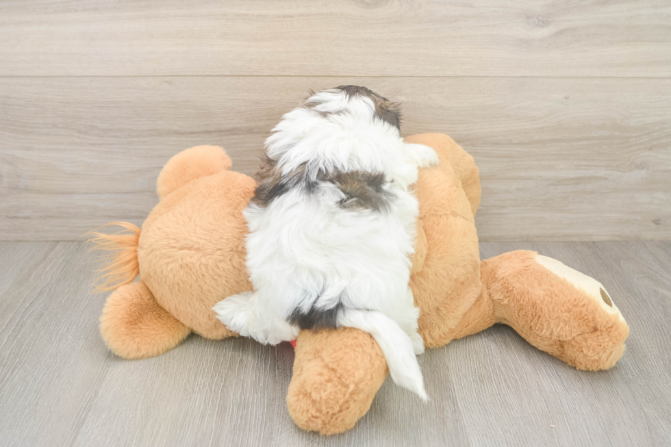 Teddy Bear Pup Being Cute
