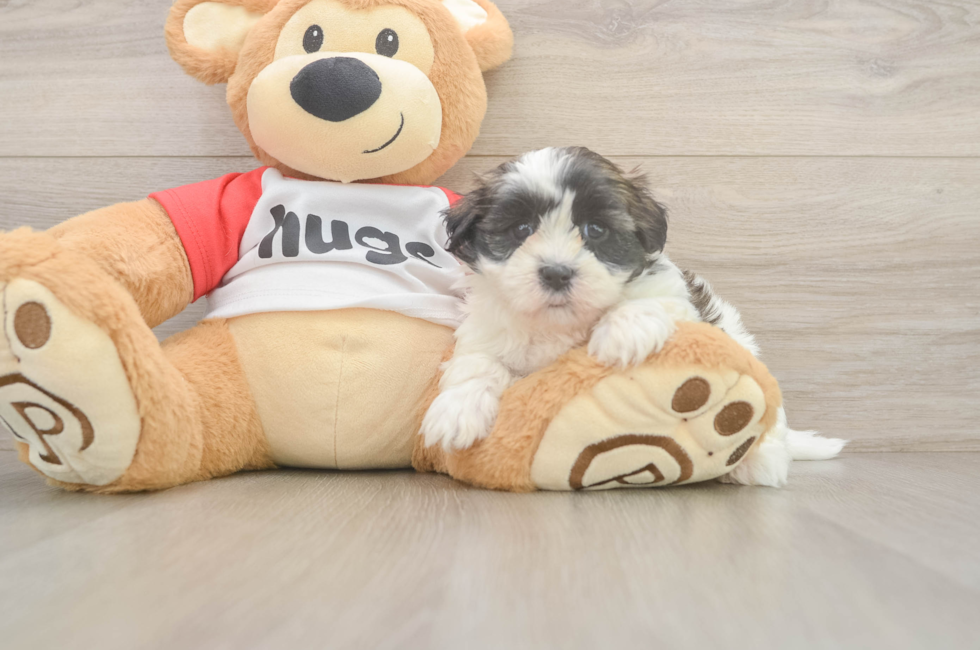 5 week old Teddy Bear Puppy For Sale - Florida Fur Babies
