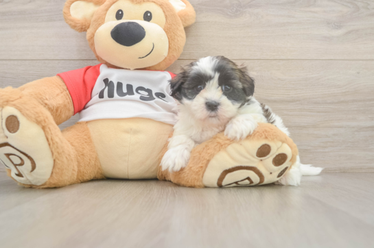 Cute Teddy Bear Baby