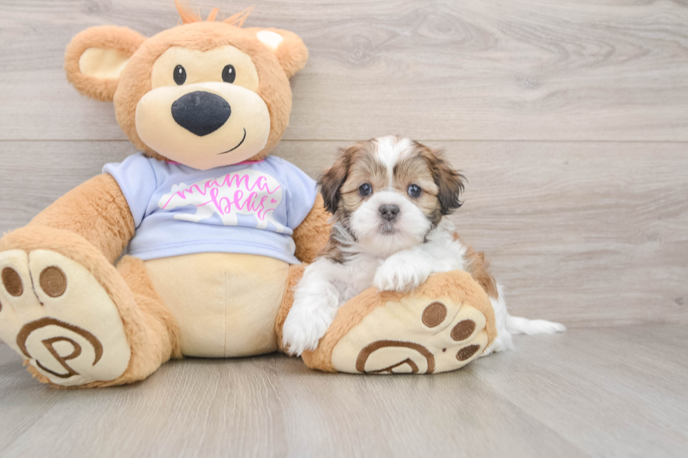 Teddy Bear Pup Being Cute
