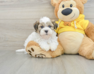 7 week old Teddy Bear Puppy For Sale - Florida Fur Babies