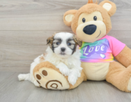 9 week old Teddy Bear Puppy For Sale - Florida Fur Babies