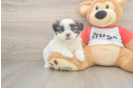 Hypoallergenic Shichon Designer Puppy