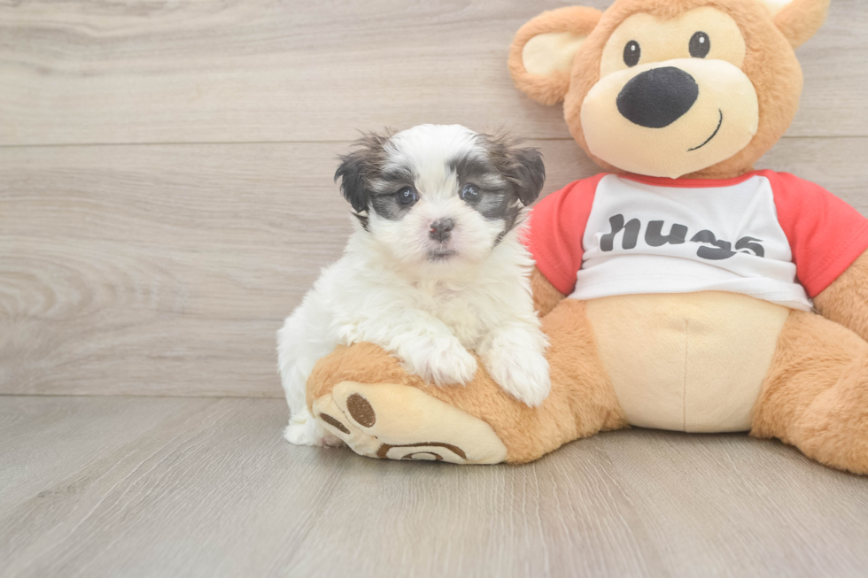 Hypoallergenic Shichon Designer Puppy