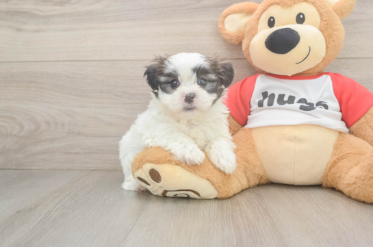 Hypoallergenic Shichon Designer Puppy