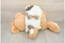 Teddy Bear Puppy for Adoption