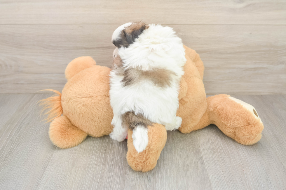 Teddy Bear Puppy for Adoption