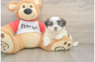 Happy Teddy Bear Baby