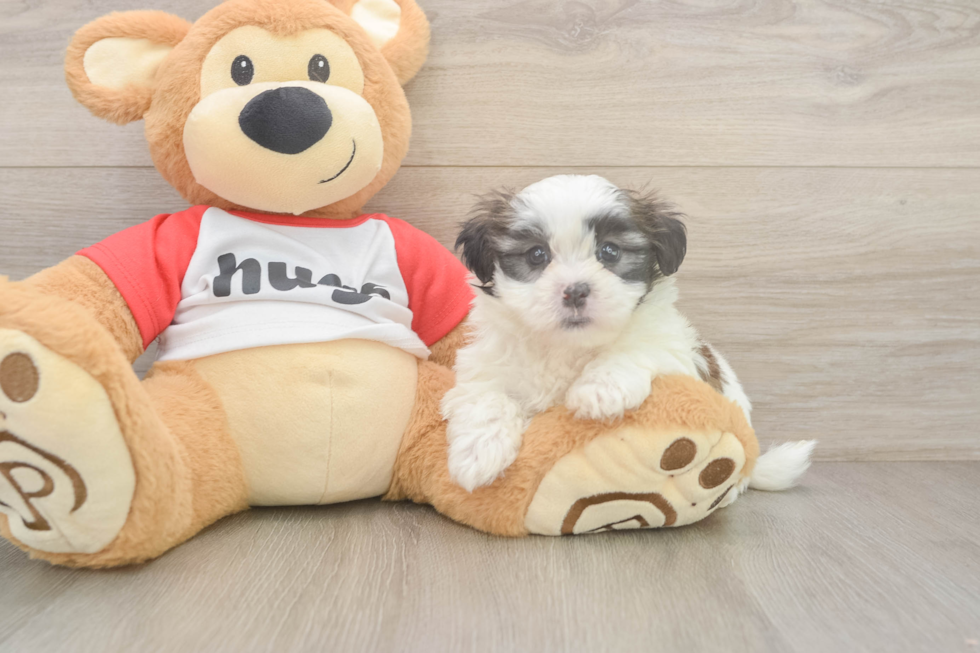 Happy Teddy Bear Baby