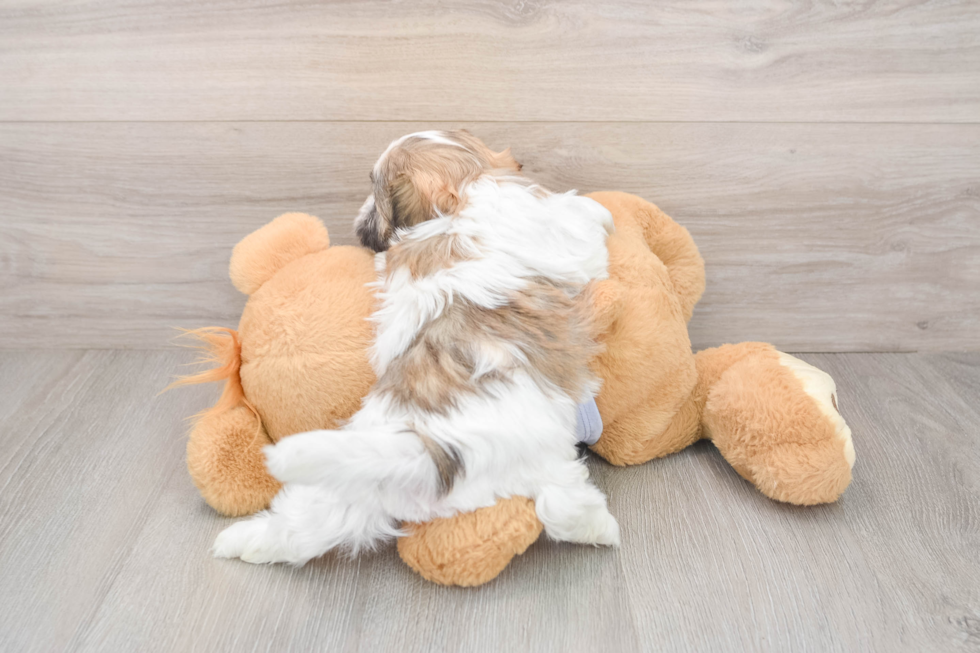 Teddy Bear Pup Being Cute
