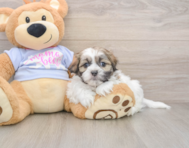 6 week old Teddy Bear Puppy For Sale - Florida Fur Babies