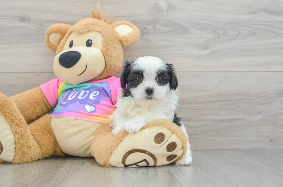 6 week old Teddy Bear Puppy For Sale - Florida Fur Babies