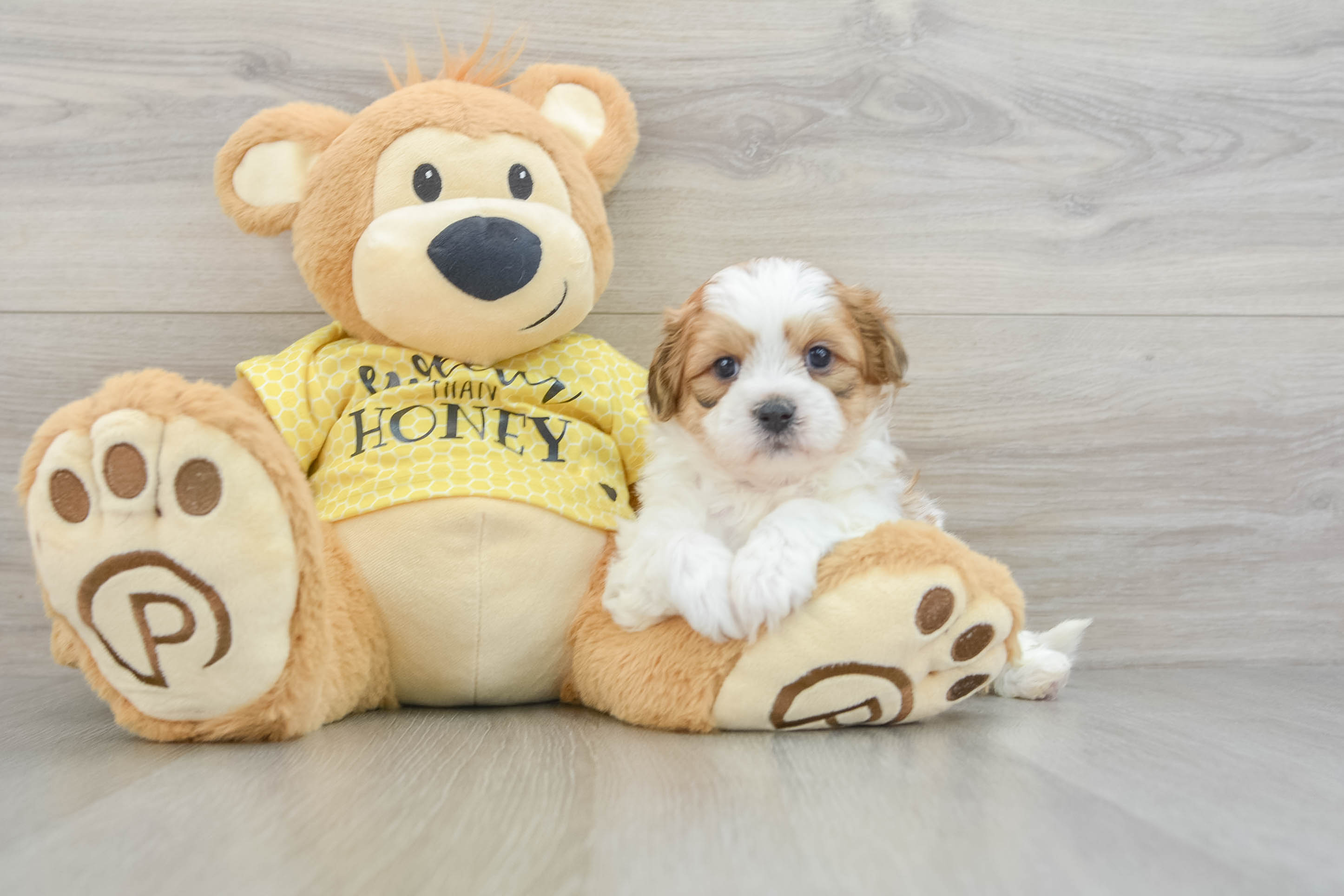 Teddy bear dog for sale online