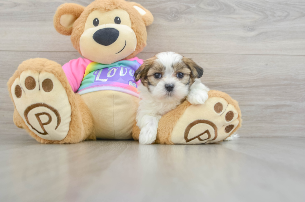 6 week old Teddy Bear Puppy For Sale - Florida Fur Babies