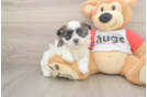 Little Shitzu Designer Puppy