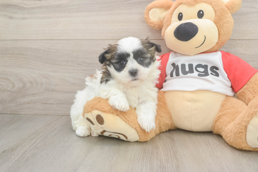 Little Shitzu Designer Puppy