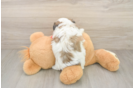 Teddy Bear Pup Being Cute
