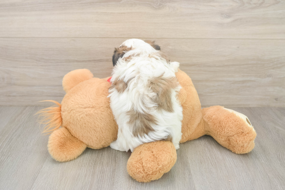 Teddy Bear Pup Being Cute