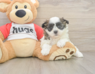 11 week old Teddy Bear Puppy For Sale - Florida Fur Babies