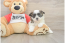Teddy Bear Pup Being Cute