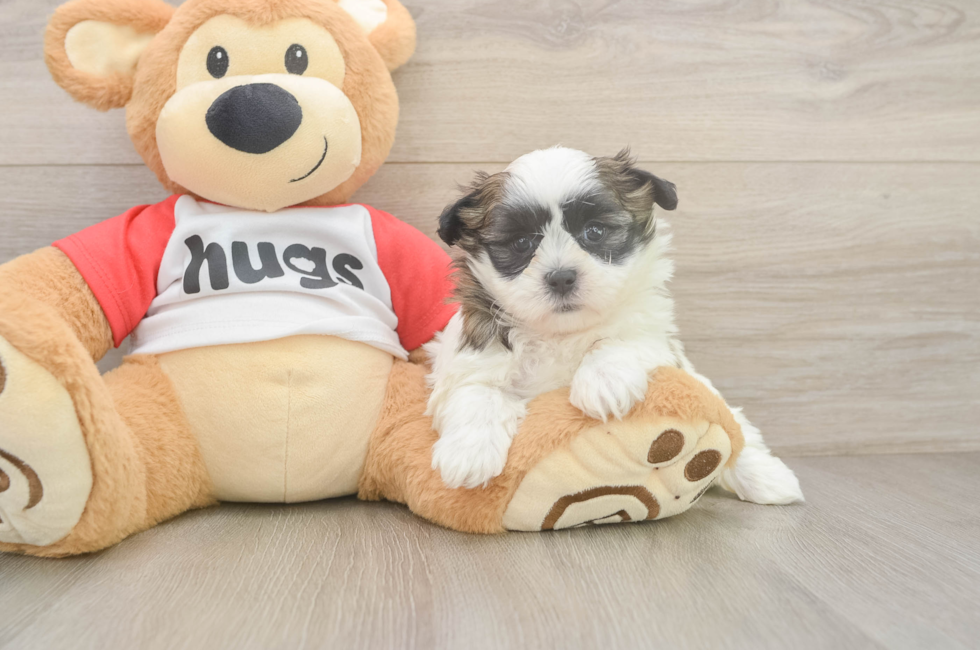 5 week old Teddy Bear Puppy For Sale - Florida Fur Babies