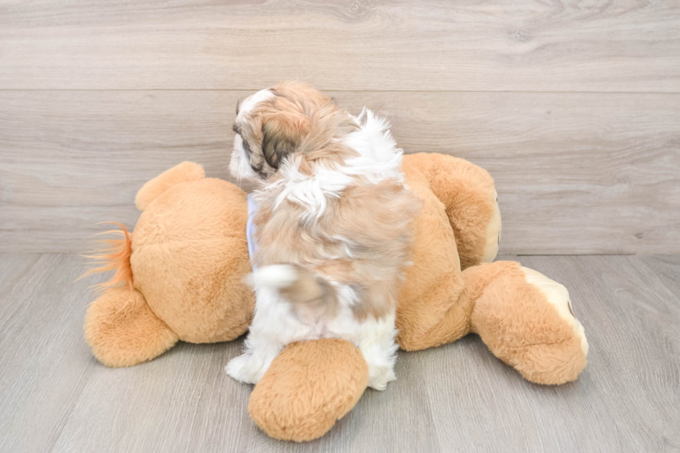 Teddy Bear Pup Being Cute