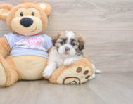 6 week old Teddy Bear Puppy For Sale - Florida Fur Babies