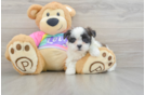 Teddy Bear Puppy for Adoption