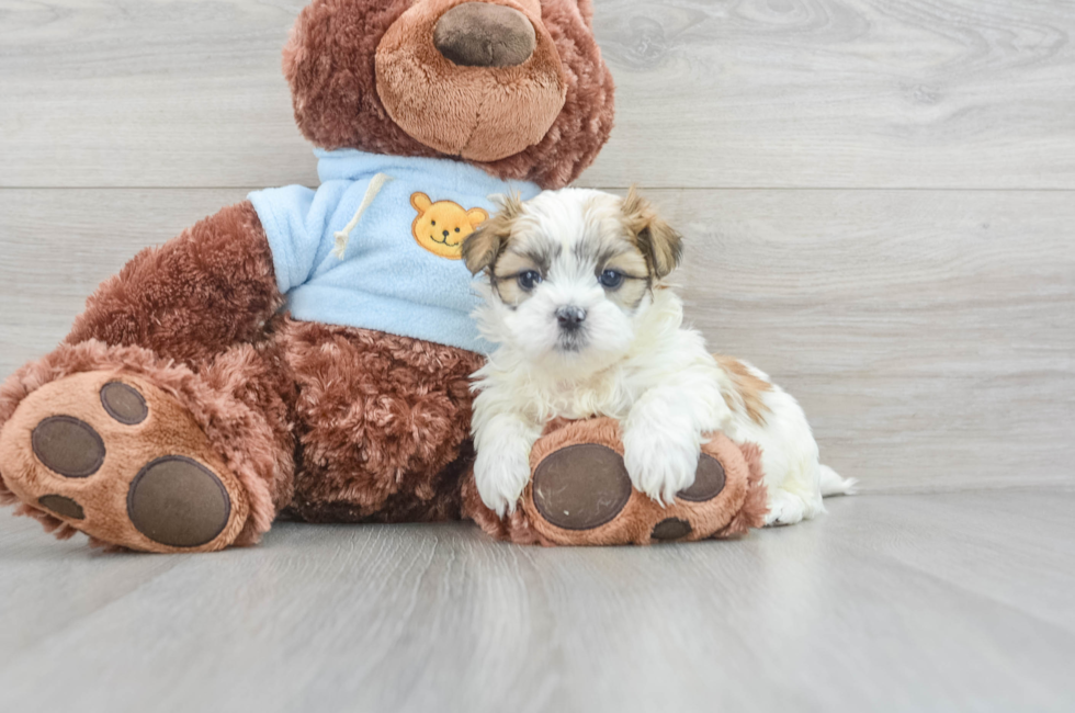7 week old Teddy Bear Puppy For Sale - Florida Fur Babies