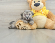 7 week old Teddy Bear Puppy For Sale - Florida Fur Babies