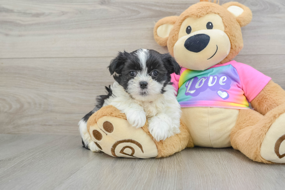 Smart Teddy Bear Designer Pup