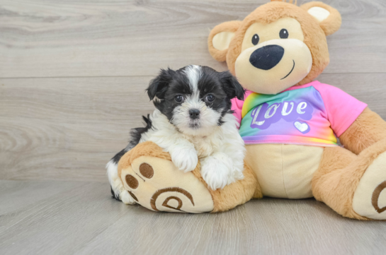 Smart Teddy Bear Designer Pup