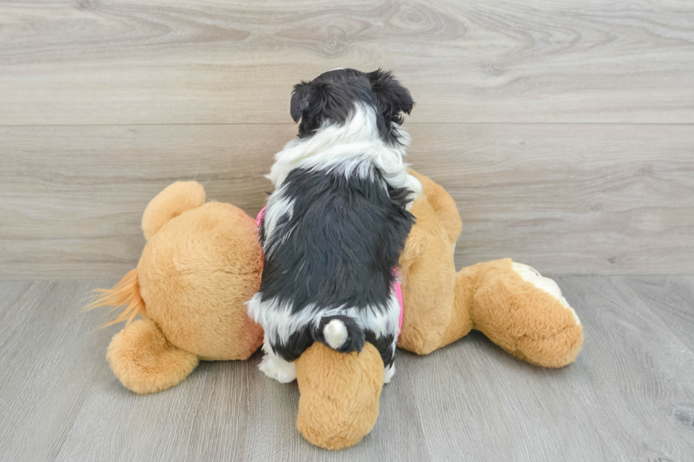 Popular Teddy Bear Designer Pup