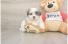 Petite Teddy Bear Designer Pup
