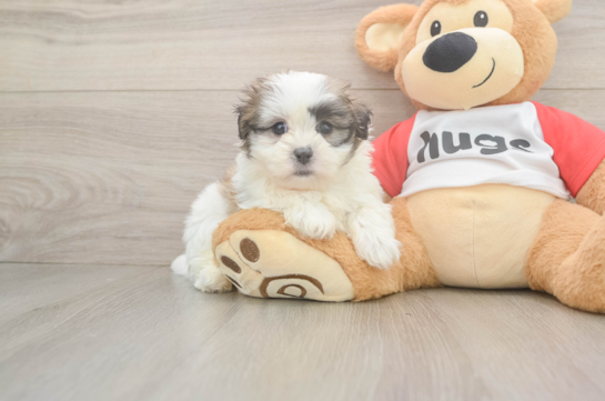 Petite Teddy Bear Designer Pup