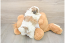 Smart Teddy Bear Designer Pup