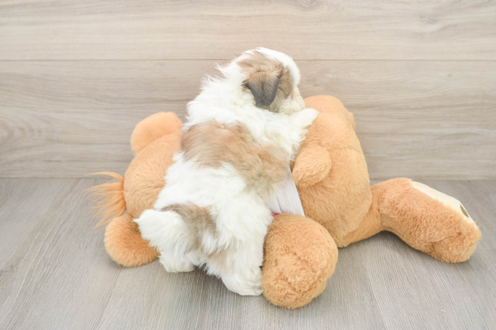 Smart Teddy Bear Designer Pup