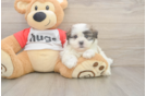 Best Teddy Bear Baby